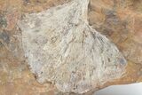 Fossil Ginkgo Leaf From North Dakota - Paleocene #221220-1